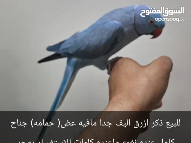 للبيع ببغاء ازرق جميل Glue parrot