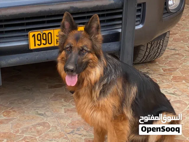 انثى جيرمن شولاين لونج هير كنج سايز مستوى قوي