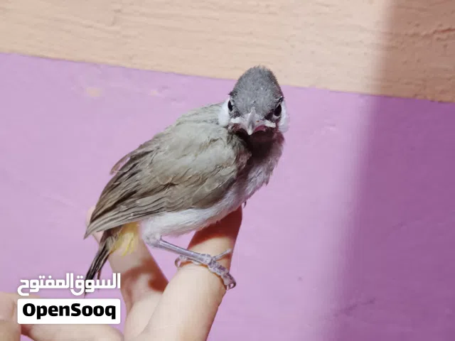 السلام عليكم بلبل ربه البيع حلو مكان حمدان