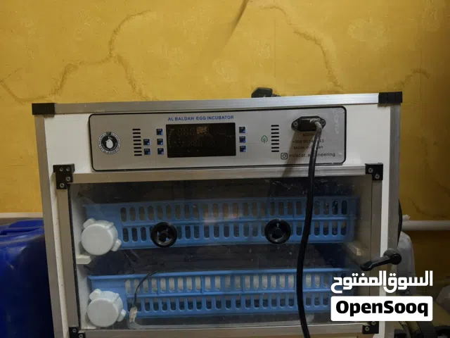 فقاسة البلدة