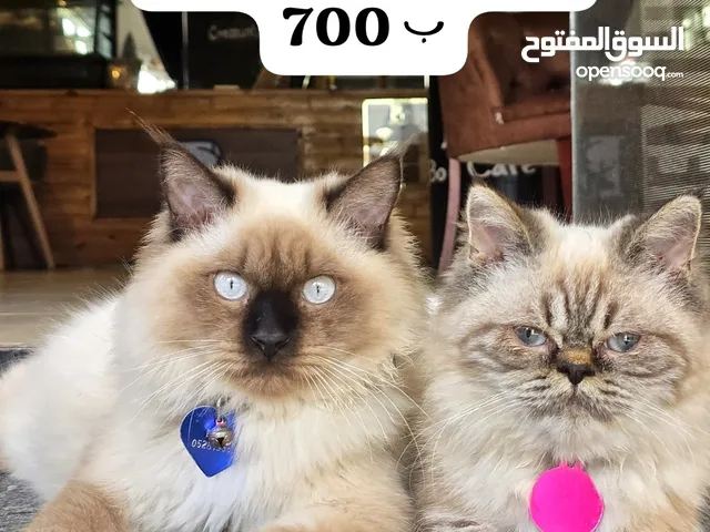 بستين مطعمات ب 700