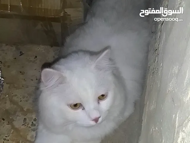 Persian cat 1 year old
