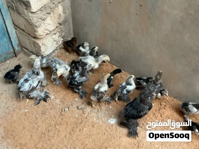 فلاليس أقرأ الوصف