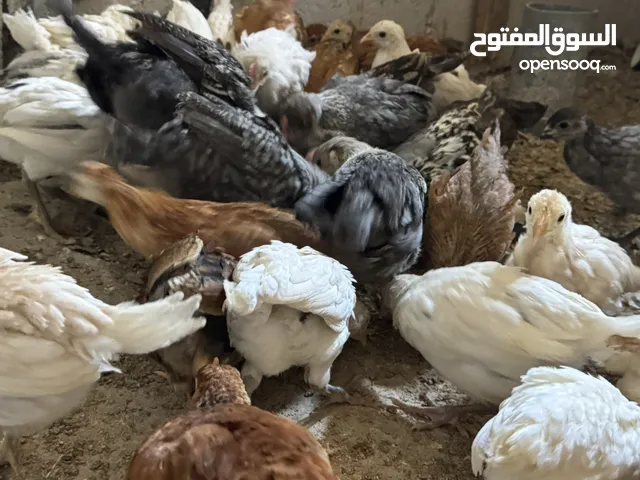 صيصان بلدي للبيع