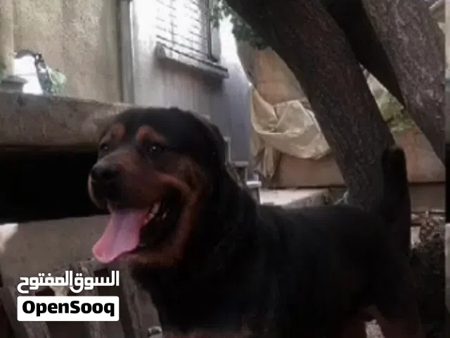 كلب روت وايلر للبيع بسعر جيد جدا
