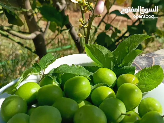 كرز أخضر نخب وميرمية خضراء