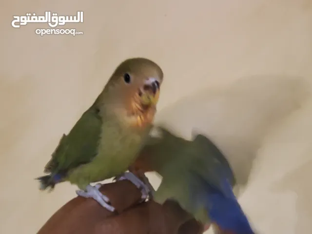 روز بداية هدد