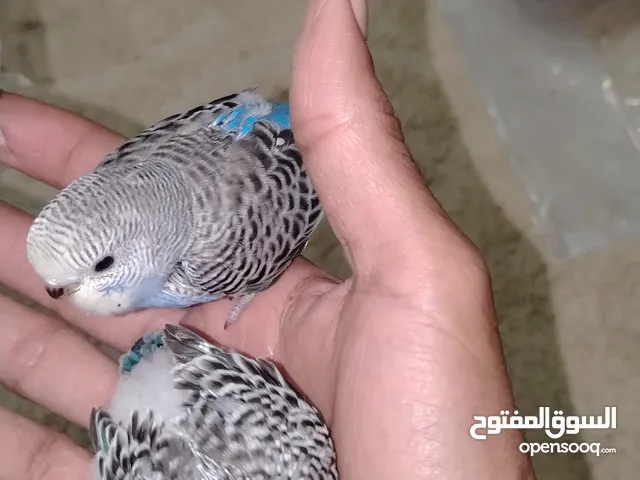 فروخ بادجي