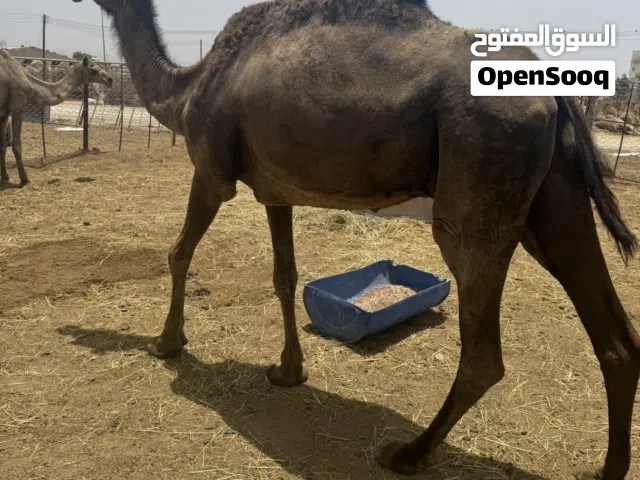 ناقه حزميه