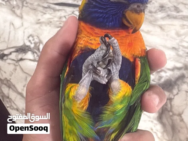 لوري اليف هدد معا قفص عود كبير القفص