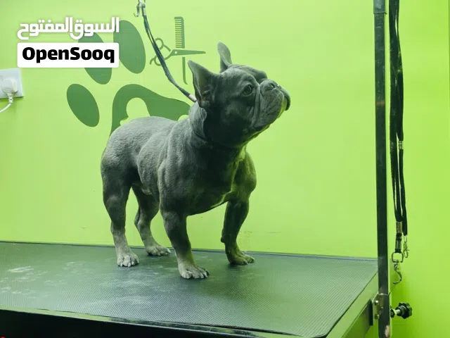 French Bulldog Male Very Friendly (toilet Trained outdoor) For more video information Contact me