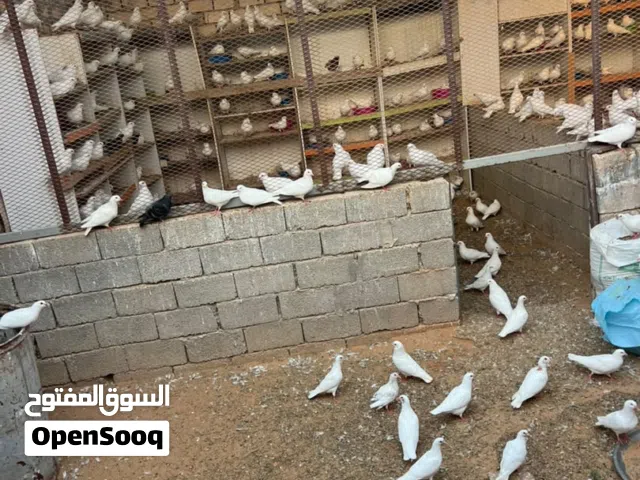 حمام فرنساوي للبيع جمله فقط قريب 400 طرف البيع لأكبر سعر إقرأ الوصف