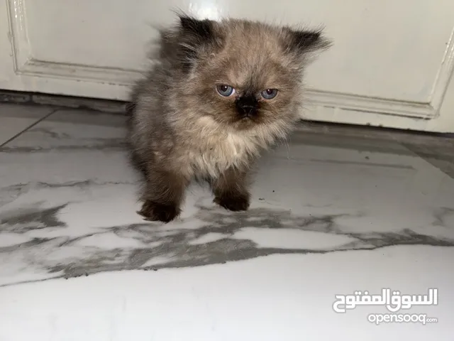 قطط همالايا عمرهم شهرين