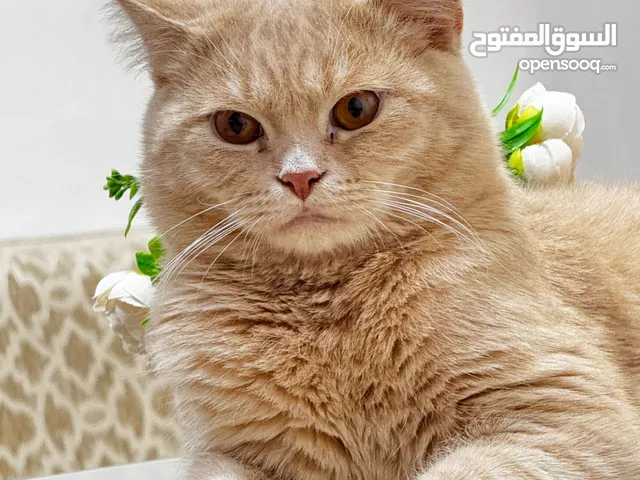 قط لتبني مرحبا ذكر العدو 5 اشهر