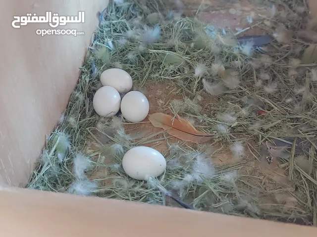 للبيع زوج روز لونق