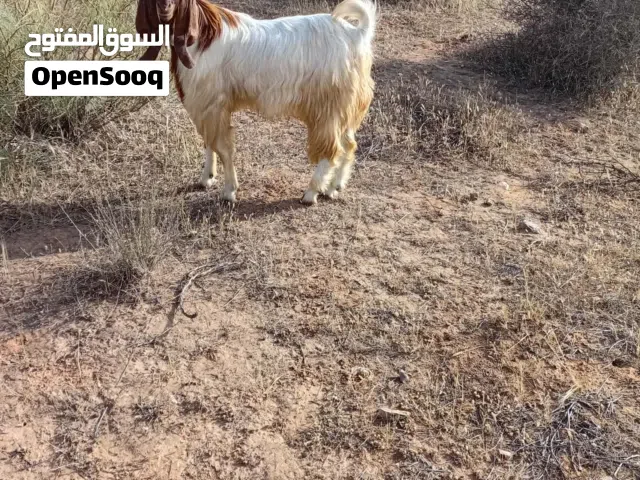 ماعز فحل الله يبارك 14 الشهر