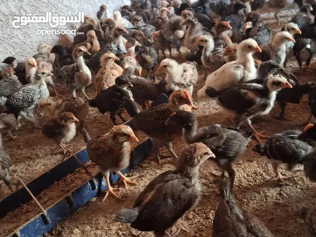 صوص بلدي عمره 37 يوم ماخذ جميع المطاعيم