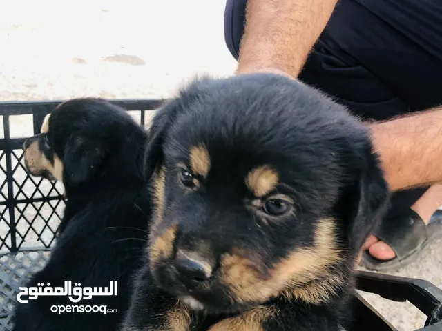(كلب روت وايلر العمر 2 شهر وأقل مفطومات من آلام بسعر 150 وقابل للتفاوض المنطقه اربد مرو لا يوجد خدمه