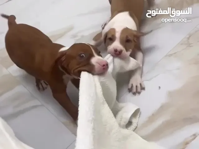 ذكر بيتبول