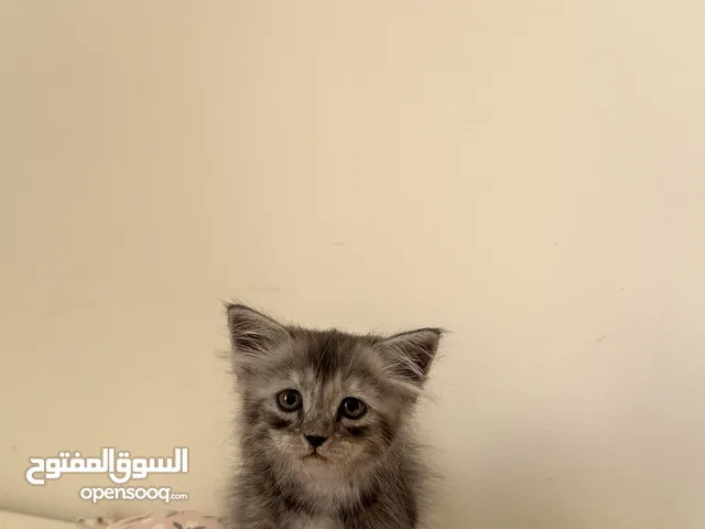 قطط شيرازية من ام وأب شيرازي للبيع ذكور وإناث العمر : شهر و 3 أسابيع السعر 25 ريال