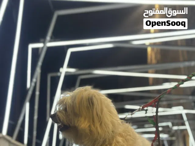 كلبة صغيرة جميلة للبيع – 9 أشهر