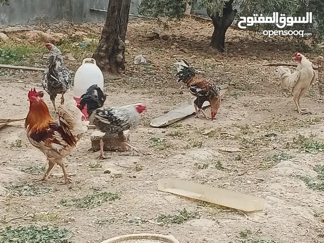 متاح بفضل الله خمس ديوك نخب سعر الكوم 20 دينار ) واربع فراخ وديك عمر اربع شهور 20 دينار