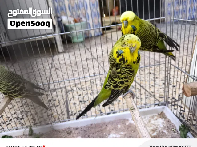 طيور حب نكليزي