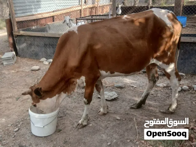 بقرة ظفارية  تربية مزرعة سنتين