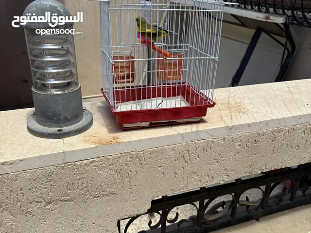 ذكر فردون حجم كبير