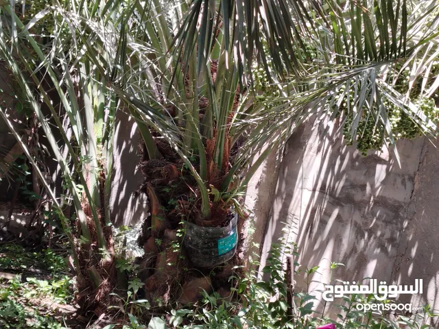 فسائل برحي حر