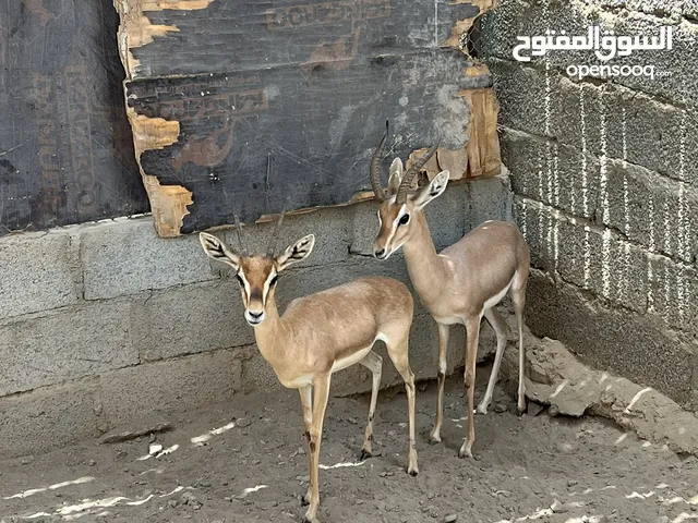 زوج غزلان الديماني