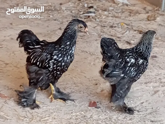 براهمه سبريت