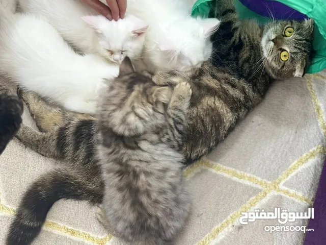 قطط للتبني بوظبي بني ياس ال5 500 درهم رسوم تبني