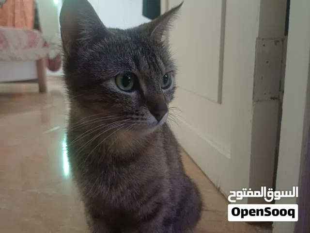 قطط لللتبني