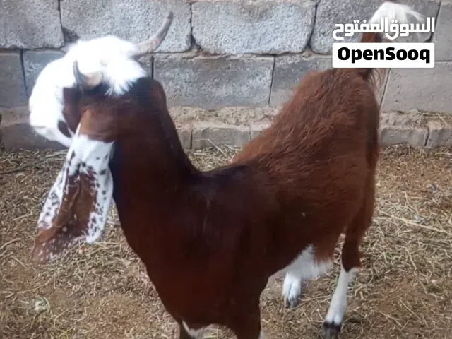 سلام عليكم جفره للبيع راكبه عليه شهرين تقريبن حلوه سمينه كلش سمينه وخشنه  مالت بيت