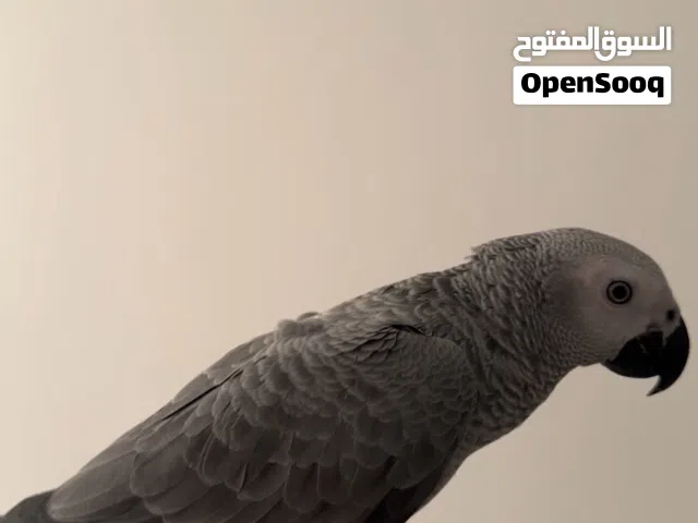 للبيع فرخ كاسيكو انتاج البحرين عمره 8 شهور يخربط في الكلام وجناح كامل يجي طيران لايتوصل الا الجاد