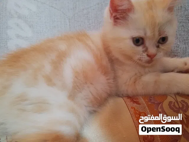 قطط / العمر شهرين اثنينهم  / القط برتقالي + القط الأبيض   اعمارهم شهرين ضبط واحجامهم مو كبيره.    .