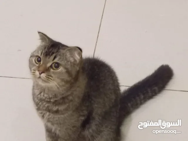قطه سكوتش فولد للبيع