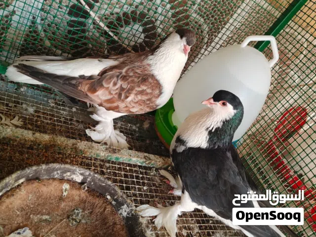 حمام الزينة
