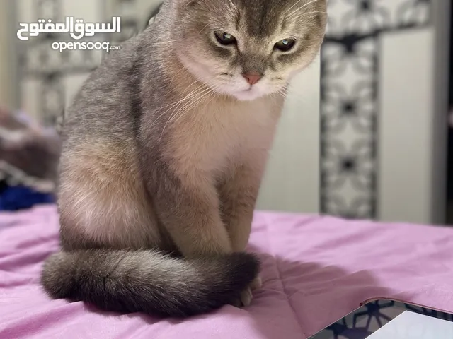 قطه سكوتش فولد