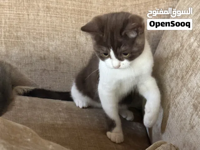 شوكلت بايكلر ذكر بيور الأهالي مستوردين