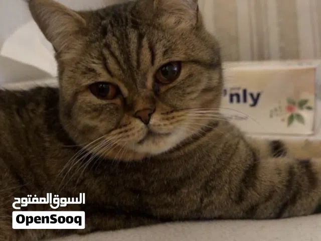 A Scottish straight for adoption / سكوتش ستريت للتبني