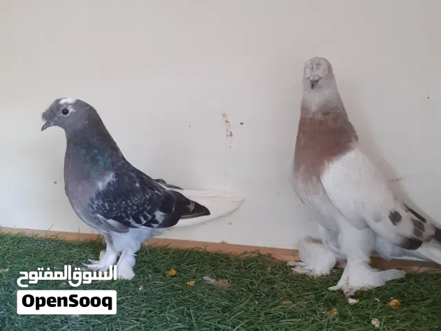 4 طروف تاكلا للبيع