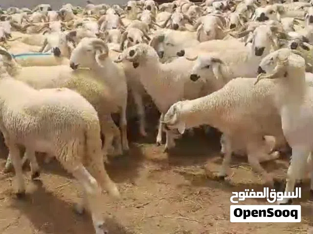 مطلوب أغنام للبيع اقساط موجود جميع الضمانات