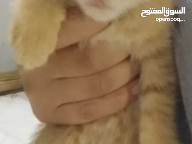 قطه للبيع شانشيلا