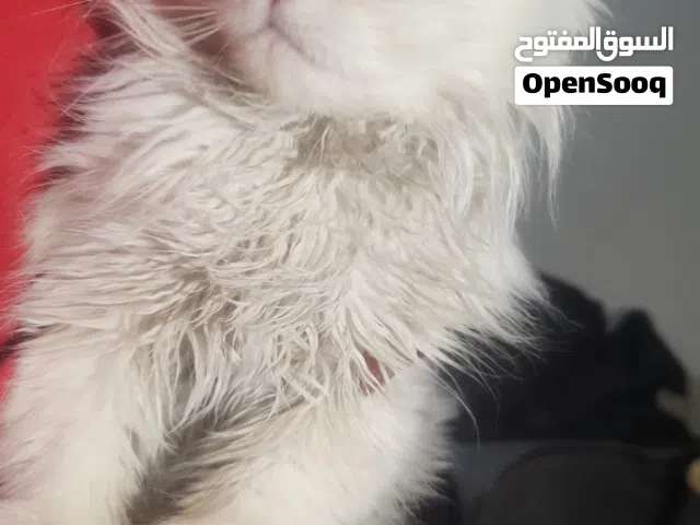 قط شيرازي تربيه بيت للتبني