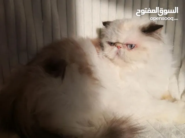 قطة تبني انثى هملايا بكي فيس اصول اردنية الوصف مهم