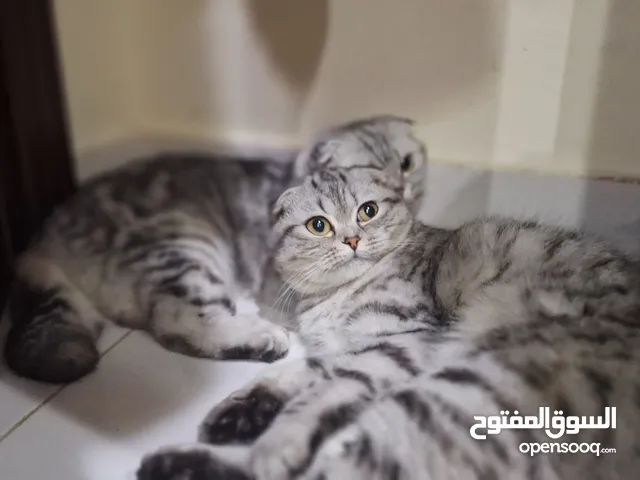 Scottish fold cats for your loving home