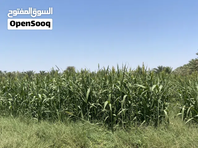 حشيش حريه جلب