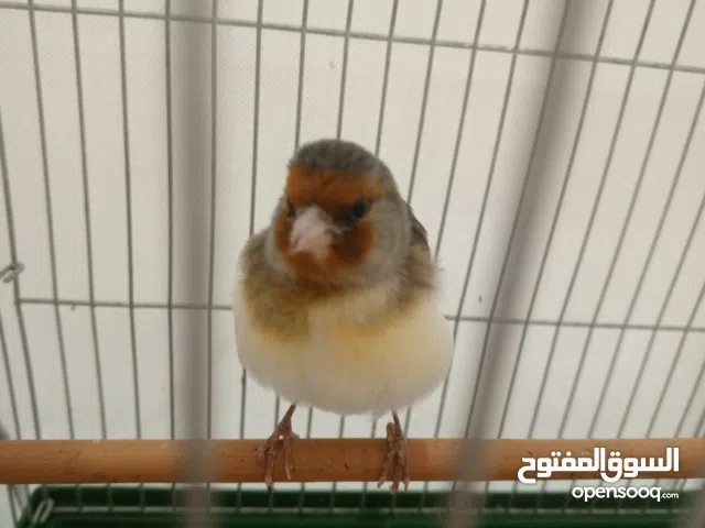 بندوق حسون لغة شامية